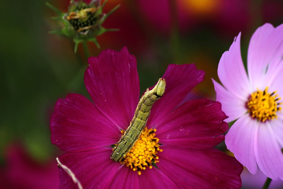 cosmos, larva, bug, nature, insects, flowers, macro, close HD wallpaper
