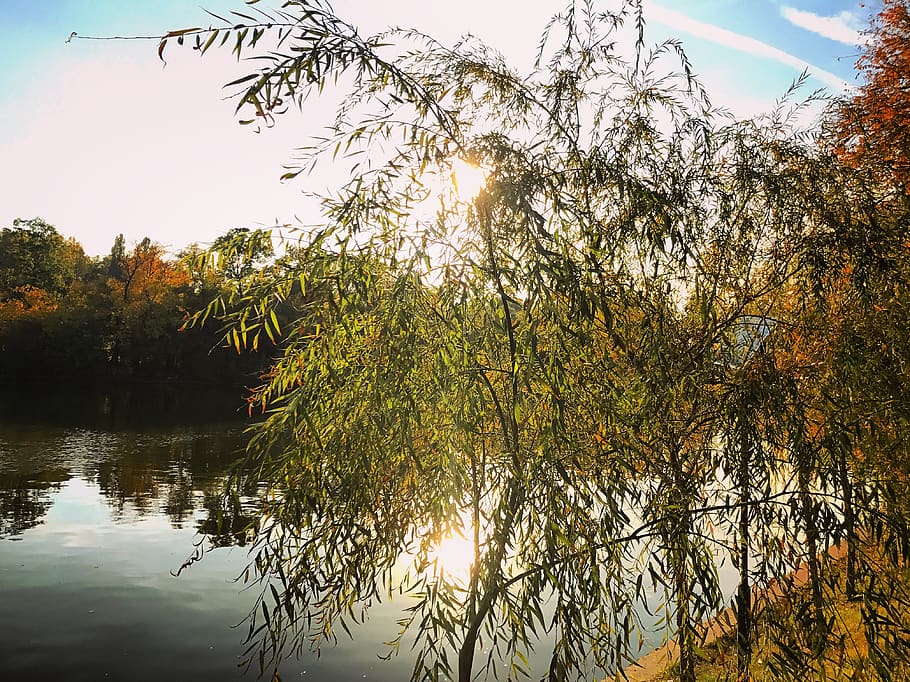 romania, bucharest, tei, tree, plant, sky, water, beauty in nature HD wallpaper