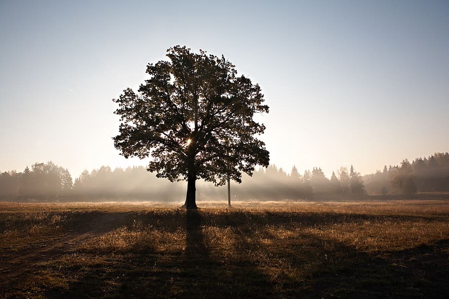 green leafed tree during sunset, nature, landscape, field, horizon line HD wallpaper