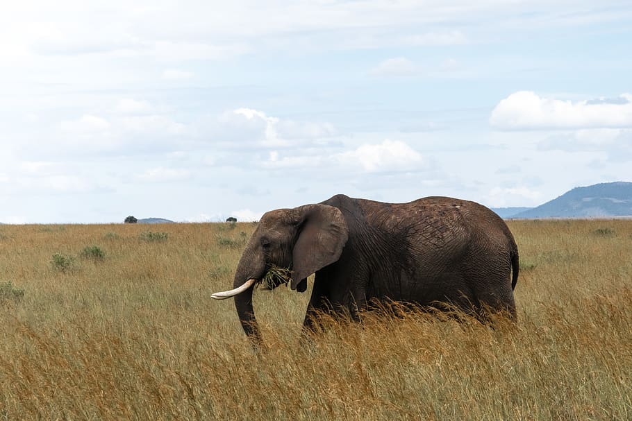 brown elephant on field, animal, animal themes, mammal, animal wildlife HD wallpaper