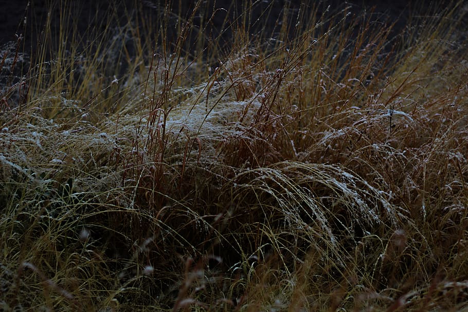 mexico, chihuahua, plant, grass, land, tranquility, growth HD wallpaper