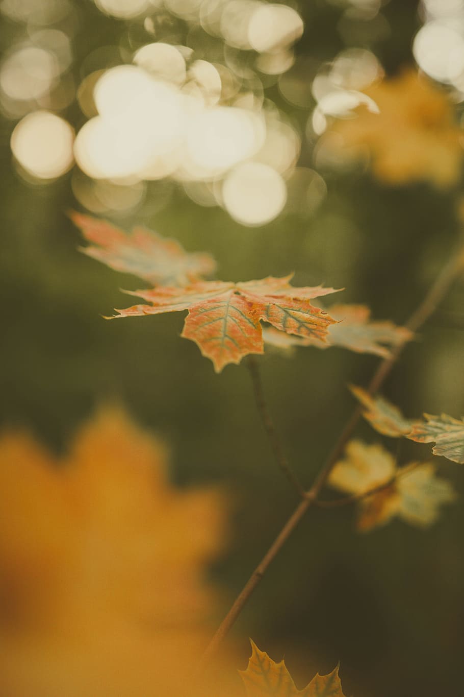leaf, branch, outdoor, autumn, fall, green, bokeh, nature, yellow HD wallpaper