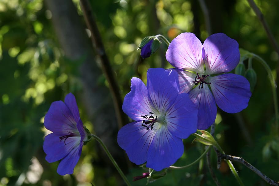 geranium, blue, flowers, petals, shining, bloom, flowering plant HD wallpaper
