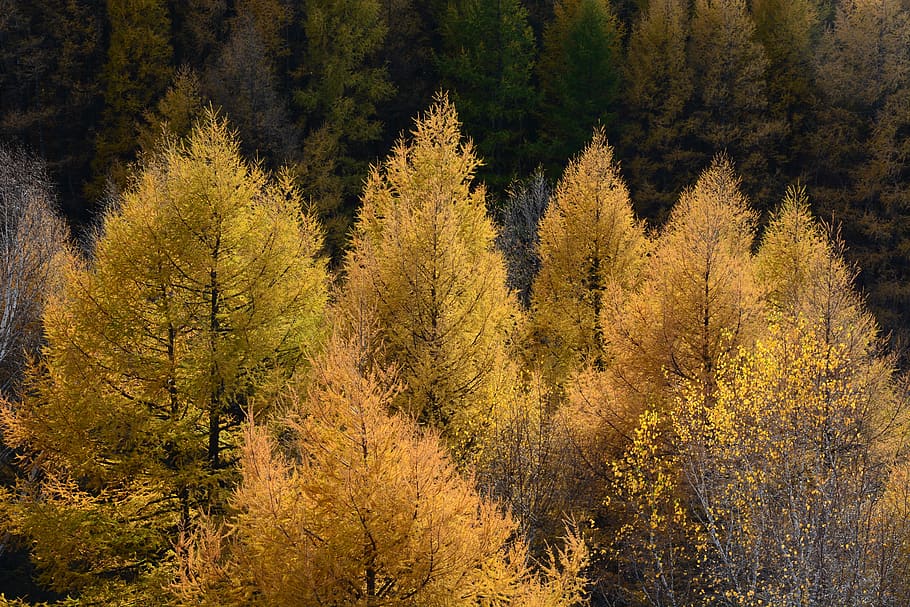 autumn, yellow, tree, mountain, natural, plant, forest, growth HD wallpaper