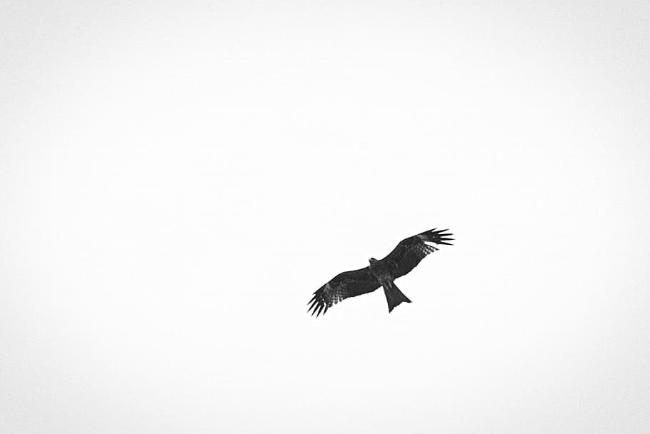 bird, animal, animal themes, vertebrate, animal wildlife, animals in the wild HD wallpaper