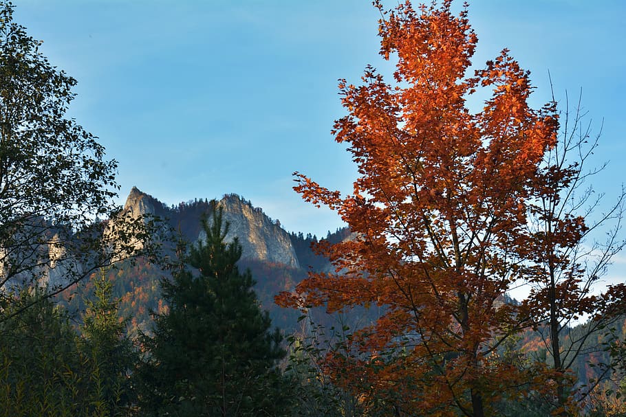autumn, mountains, landscape, forest, nature, tree, sky, in the fall HD wallpaper