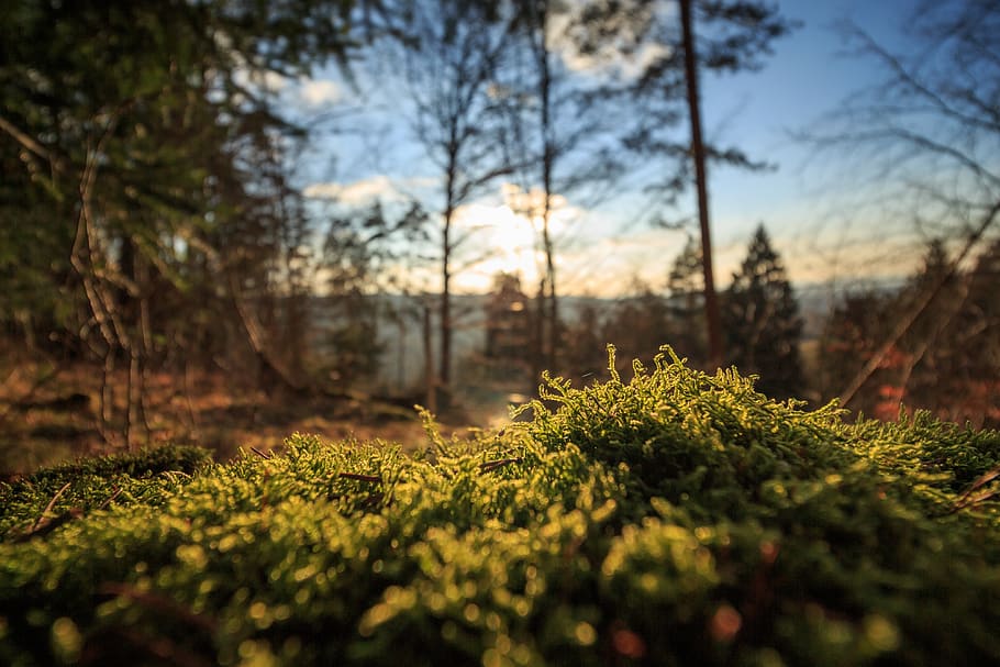 green leafed plant during daytime, tree, growth, selective focus HD wallpaper