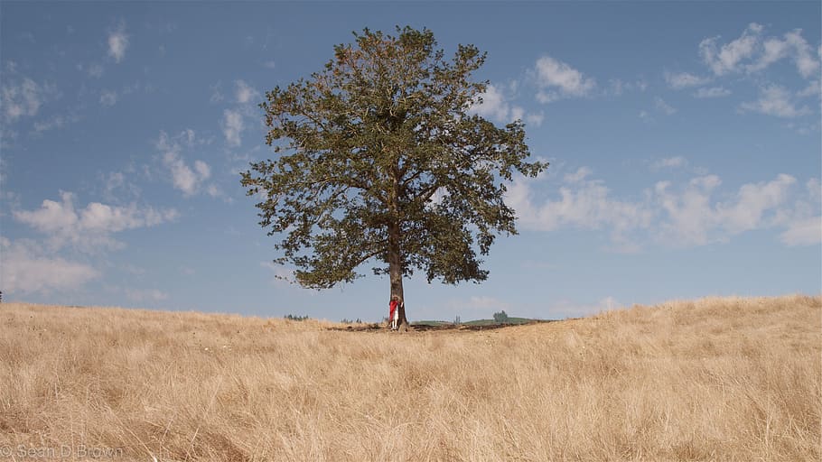 grass, fields, tree, boy, kid, cape, hugging, blue, sky, nature HD wallpaper