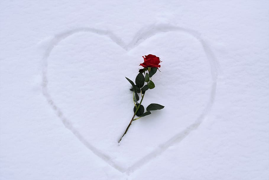 heart in snow, red rose, love symbol, white, romance, flower, HD wallpaper
