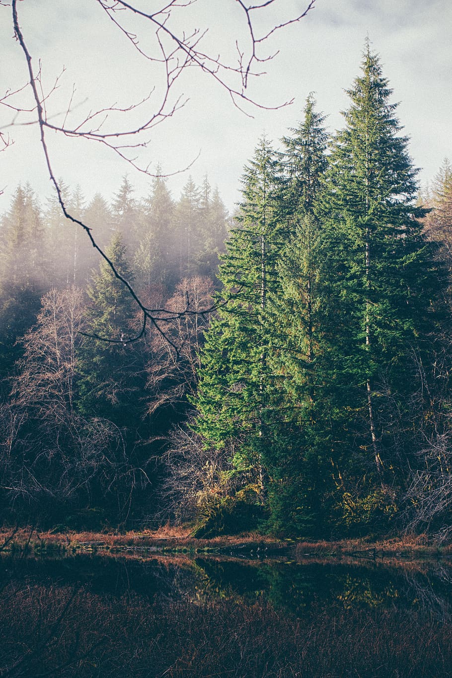 green pine trees, plant, tranquility, tranquil scene, beauty in nature HD wallpaper