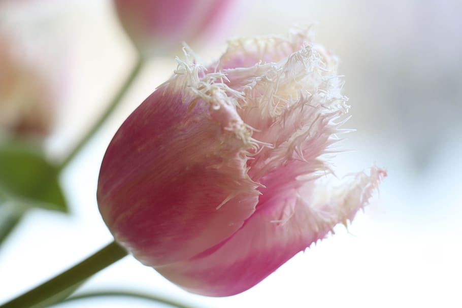 tulip, spring, pink, light, bloom, flowers, tulips, garden HD wallpaper