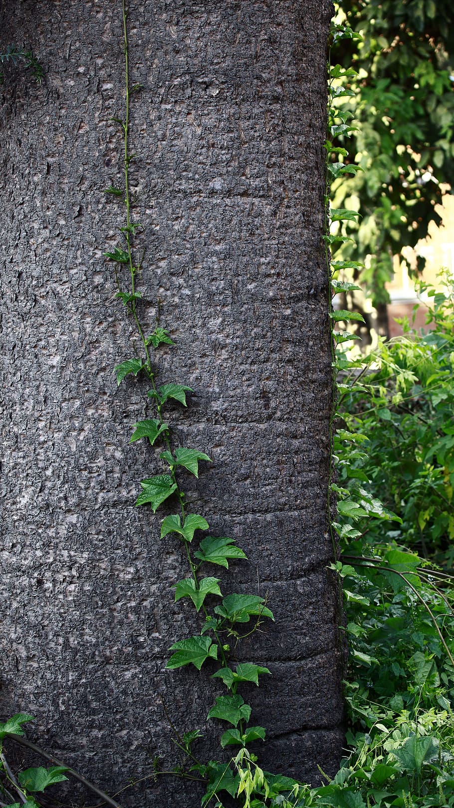 nepal, kathmandu, plant, tree, growth, trunk, tree trunk, nature HD wallpaper