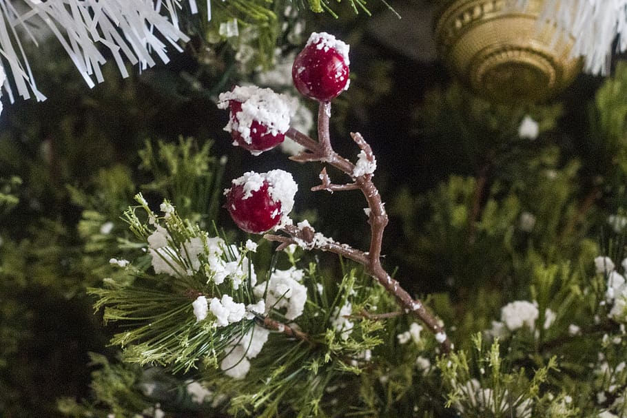 christmas, tree, background, holiday, plant, flowering plant HD wallpaper