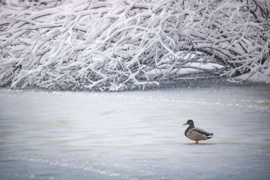 winter, cold, lake, duck, gefrohren, frost, snow, wintry, ice, HD wallpaper