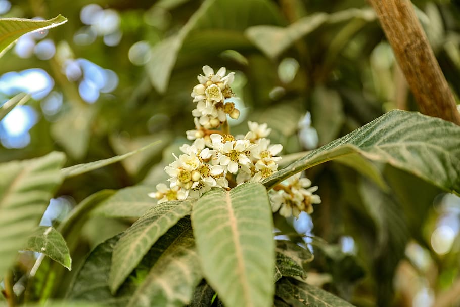yellow-leaf plant, flower, morocco, pollen, blossom, marrakesh HD wallpaper