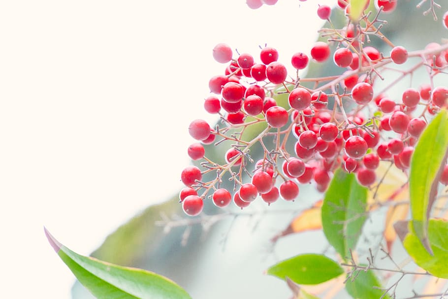 red cherries, plant, portland, food, fruit, united states, lan su chinese garden HD wallpaper