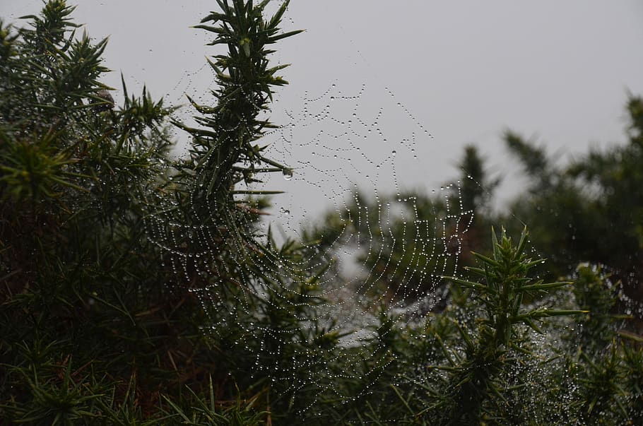 cobweb, dew, drip, nature, water, dewdrop, autumn, raindrop HD wallpaper