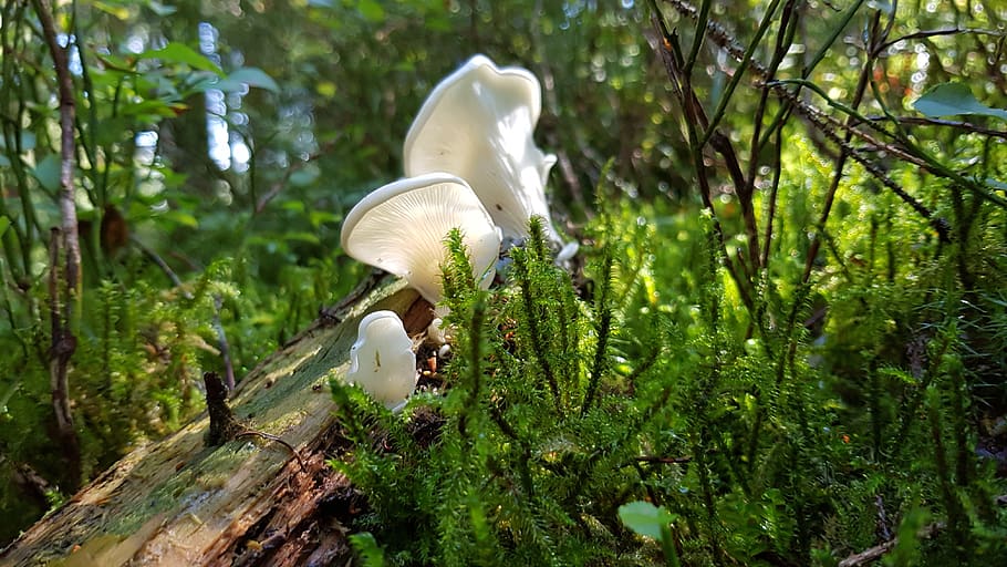 mushroom, forest, white, tree, wood, green, plant, growth, fungus HD wallpaper
