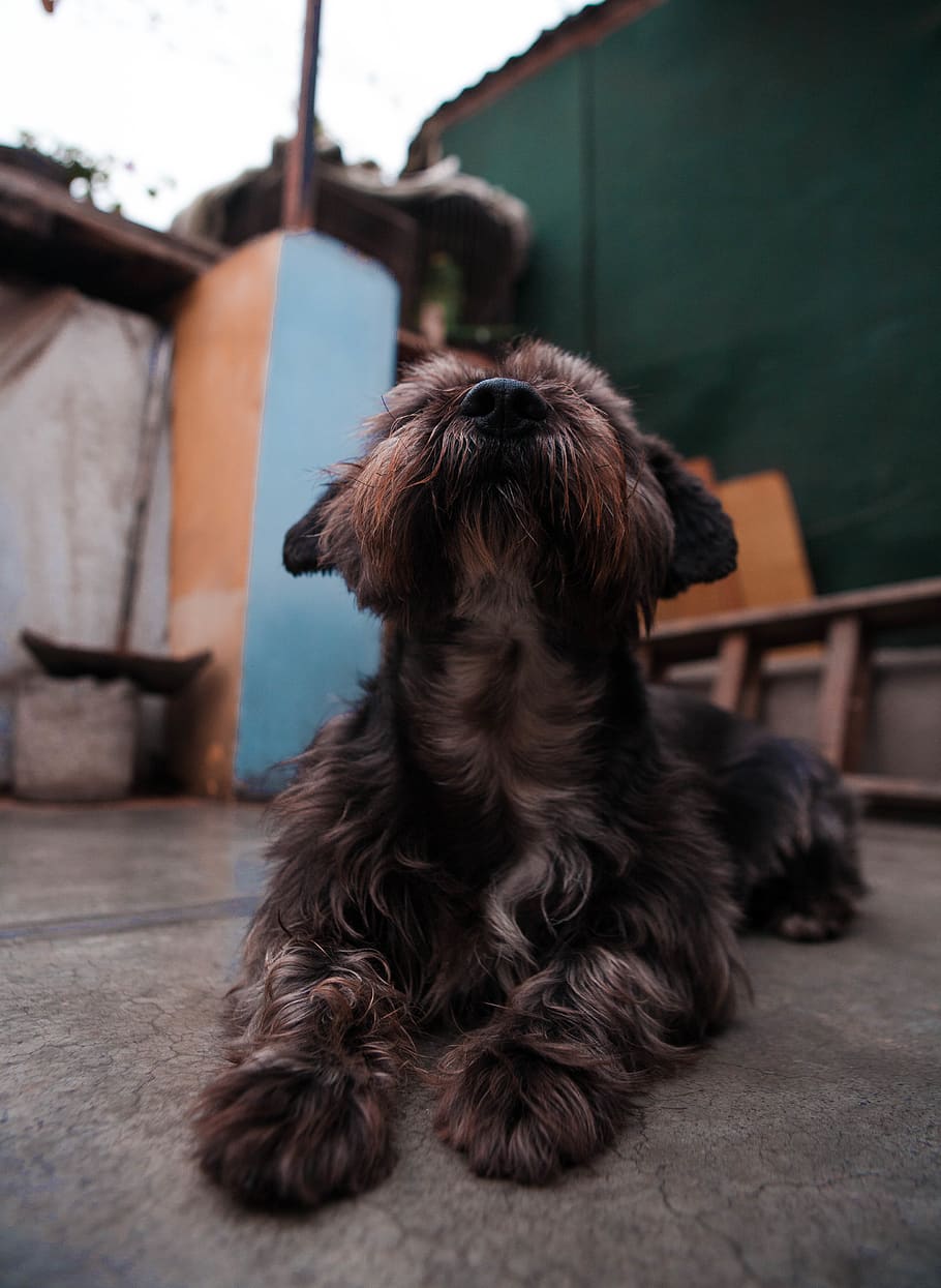 long-coated brown dog sitting on floor, pet, animal, spaniel, HD wallpaper