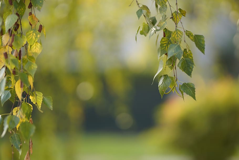 autumn, deciduous, plant, leaf, nature, outdoors, wood, tree HD wallpaper