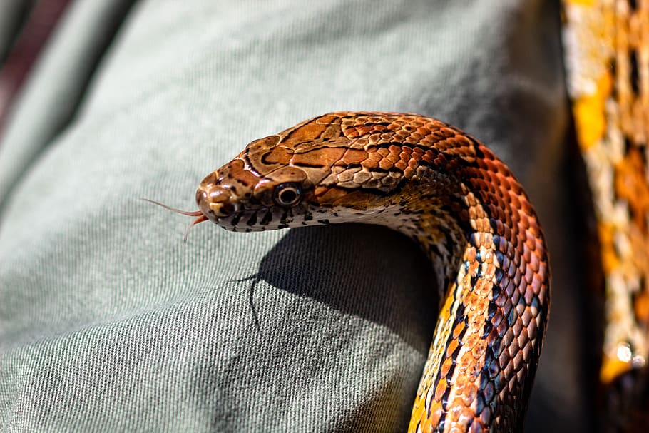 brown snake, reptile, animal, cobra, usa, meeman-shelby forest state park HD wallpaper