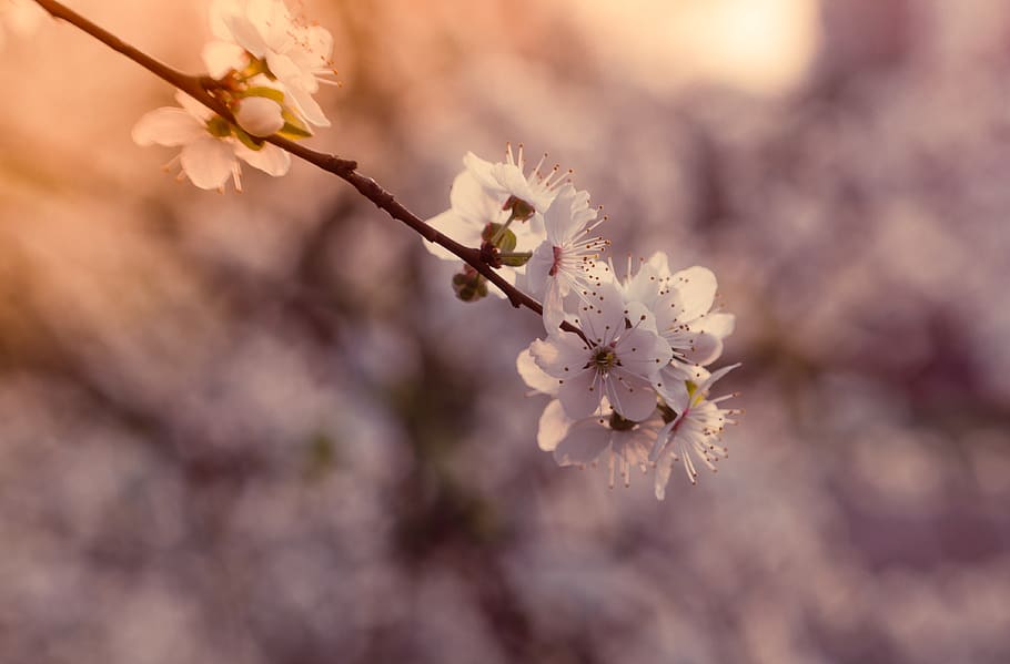 spring, flowering trees, cherry blossoms, apple, pink flowers HD wallpaper