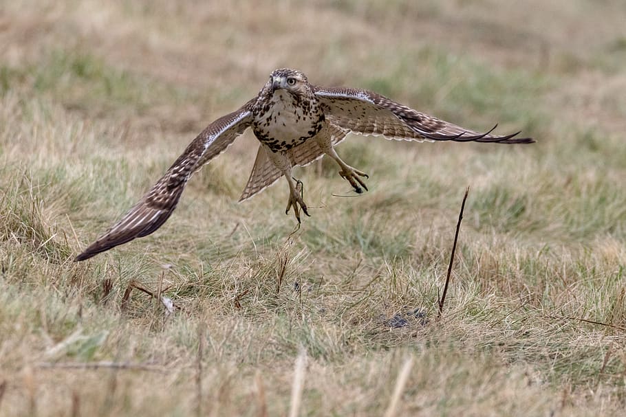 hawk, bird, predator, nature, wildlife, raptor, feather, hunter HD wallpaper