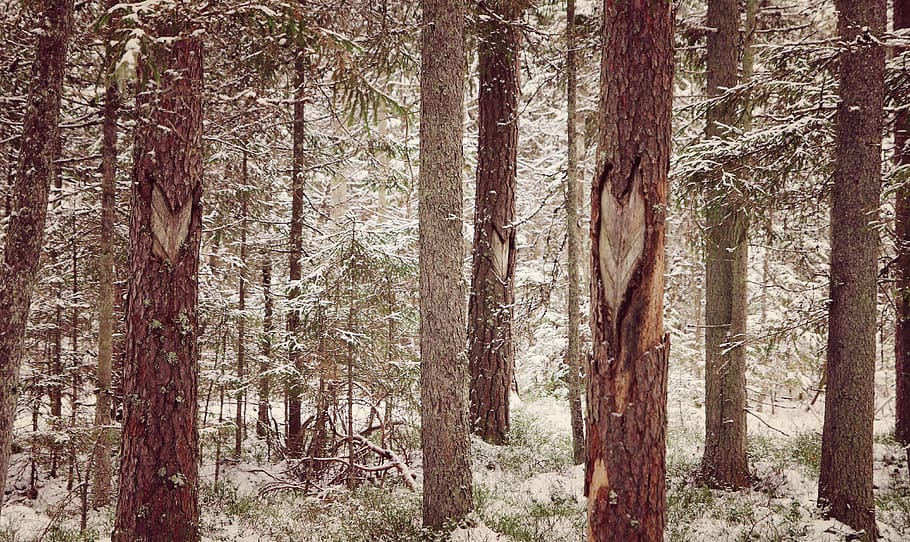 Photography of Tree Trunks During WInter, branches, cold, conifers HD wallpaper