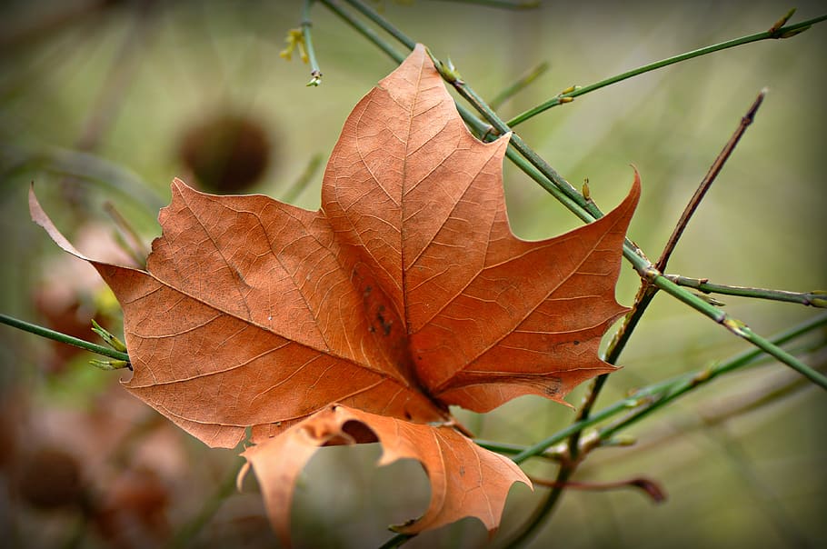 autumn leaf, withered, dry, vein, pattern, twig, season, macro HD wallpaper