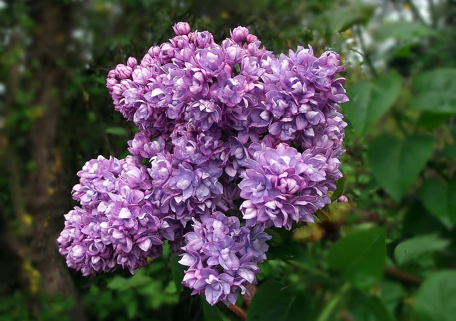 flower, sprig, without, nature, garden, leaf, spring, closeup HD wallpaper