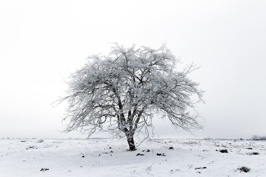 snow, winter, cold temperature, tree, beauty in nature, plant HD wallpaper