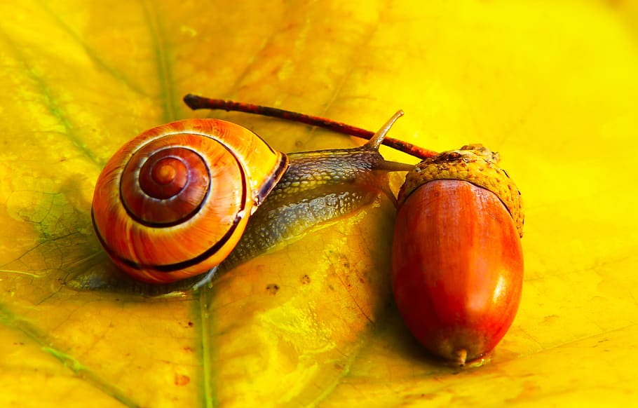 mollusk, animal wildlife, invertebrate, snail, close-up, shell HD wallpaper