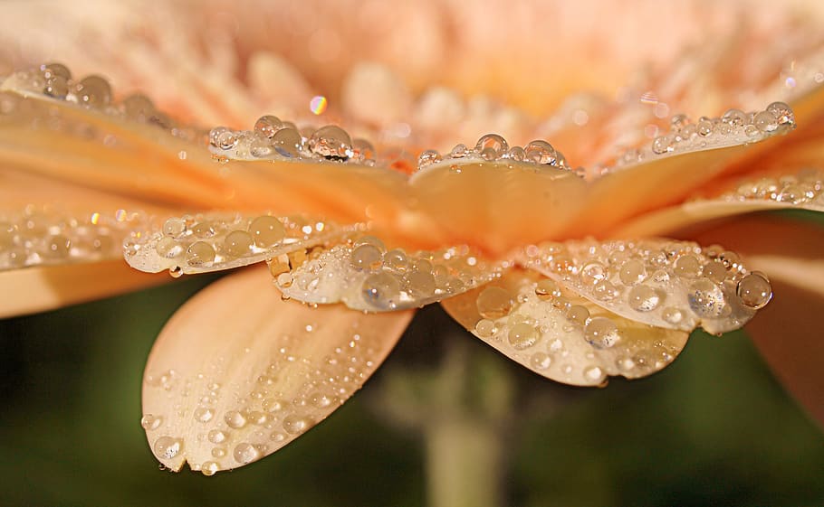 nature, closeup, desktop, beautiful, bright, flora, flower HD wallpaper