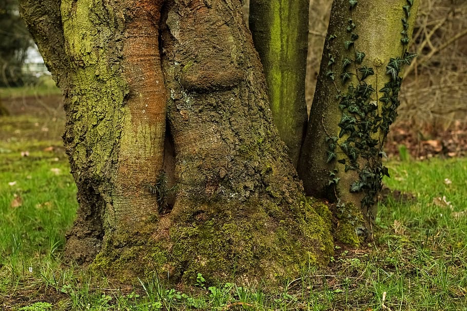 tree, log, tree root, tree bark, tree stump, spring, season HD wallpaper