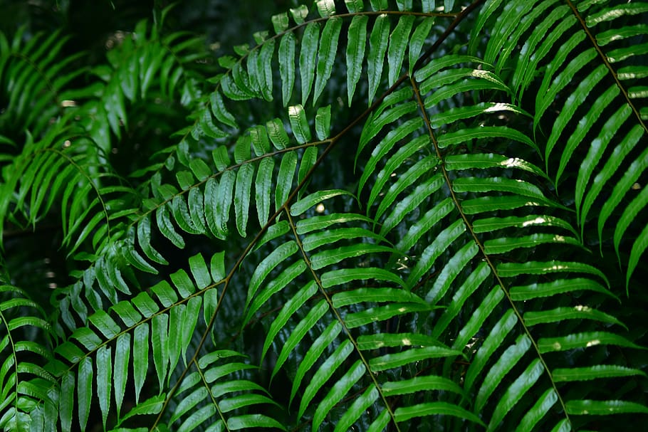 fern, grass, plant, green color, growth, leaf, no people, plant part HD wallpaper