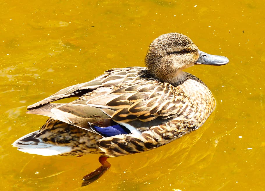 animal wildlife, animals in the wild, animal themes, bird, vertebrate HD wallpaper