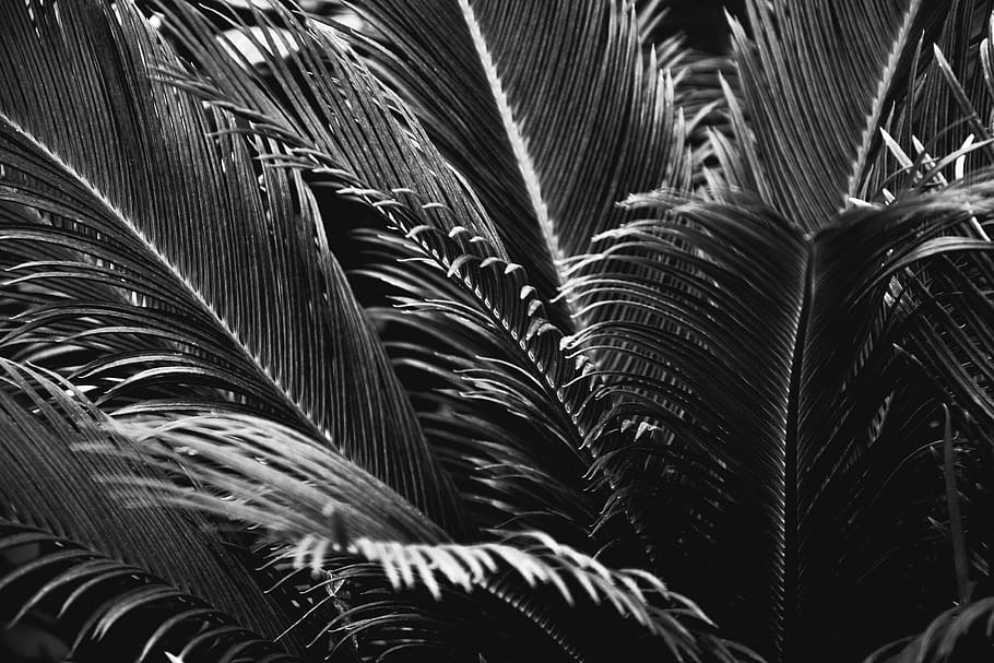 sago plant in grayscale photo, growth, palm tree, leaf, tropical climate, HD wallpaper