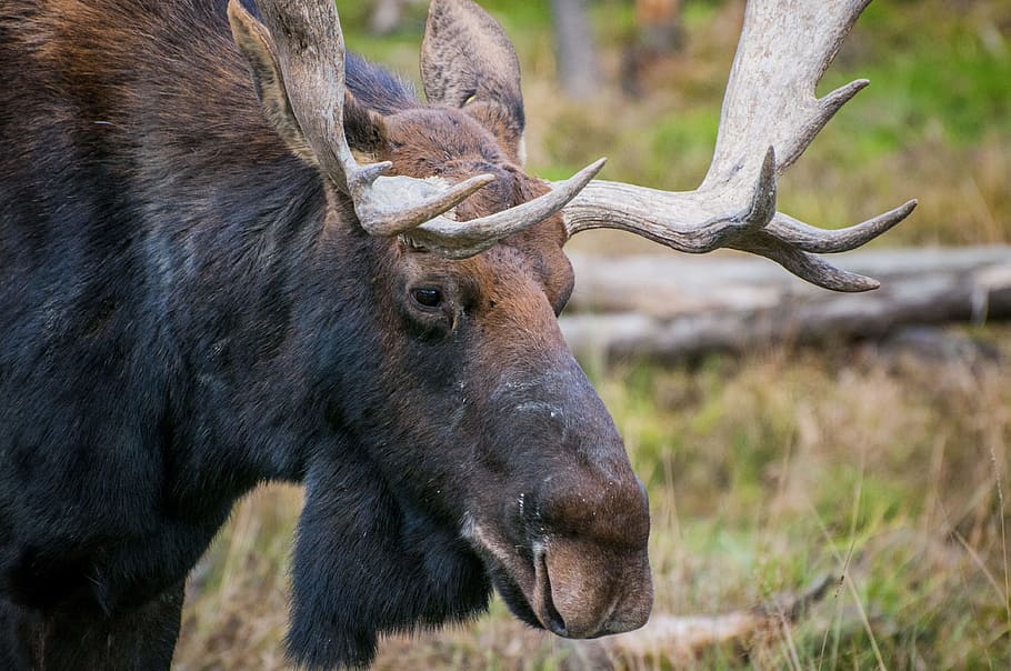 moose, deer, antlers, canada, nature, wilderness, forest, wood HD wallpaper