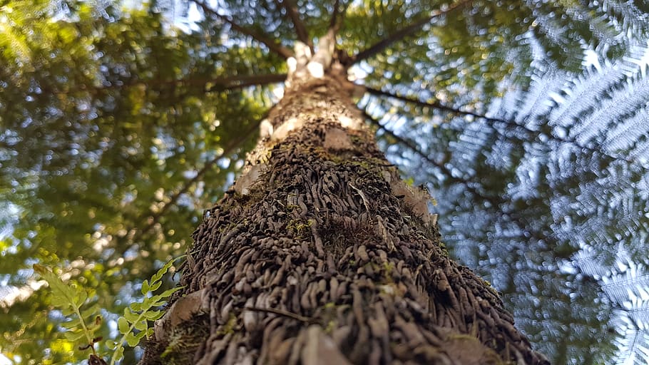 tree, plant, tree trunk, bird, animal, green, leaves, tree fern HD wallpaper