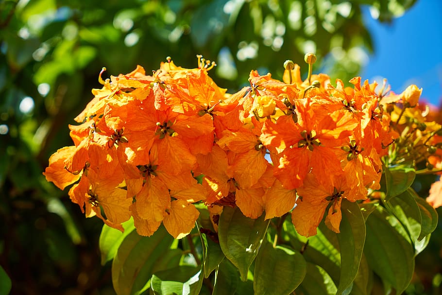 flower, spring, orange, nature, plant, summer, beautiful, flora HD wallpaper