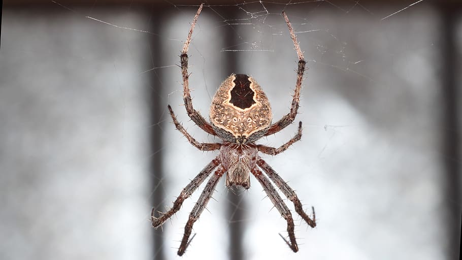 spider, a spider-like insect, spider web, phobia, animal, close-up HD wallpaper
