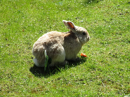 bunny, rabbit, jericho beach, point grey, animal themes, mammal HD wallpaper