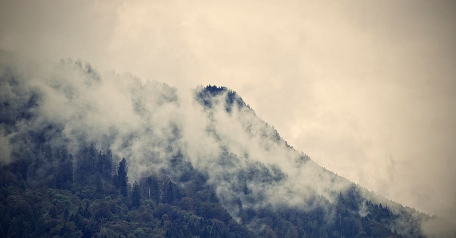 germany, lenggries, allgäu alps, forest, rock, fog, wood, trees, HD wallpaper