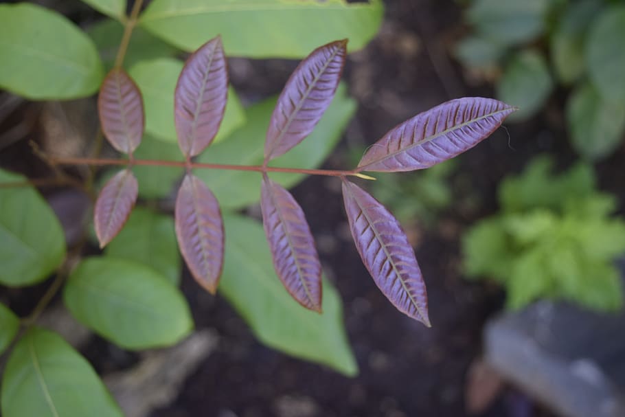 red, leaves, tender, growing, plant, nature, small, plant part HD wallpaper