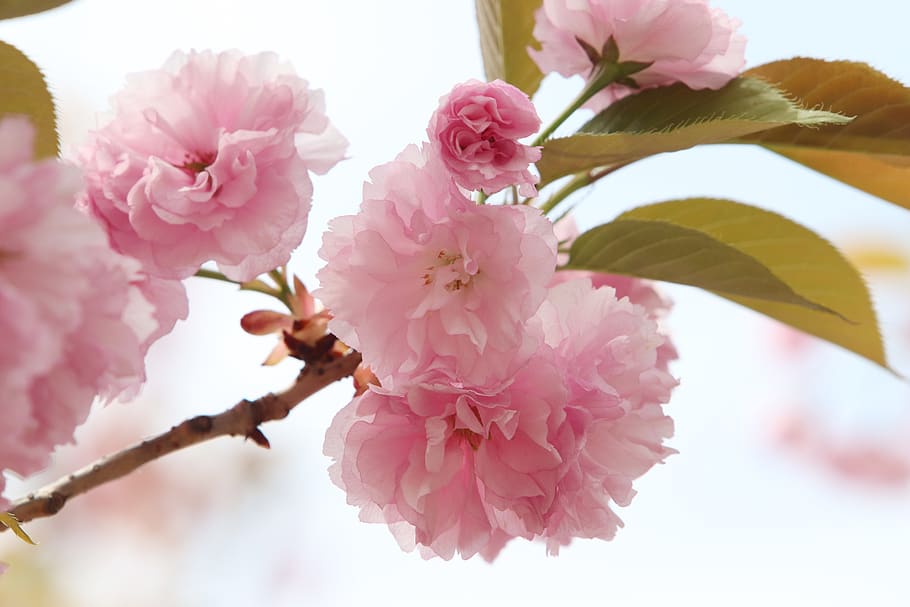 spring, spring flowers, nature, plants, season, garden, flowering HD wallpaper