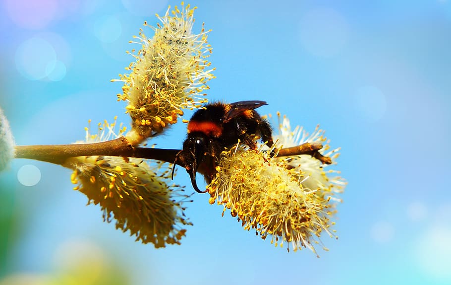 black bee on plant, animals in the wild, animal wildlife, invertebrate HD wallpaper