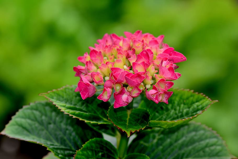 hydrangea, flower, blossom, bloom, garden, pink, petals, nature HD wallpaper