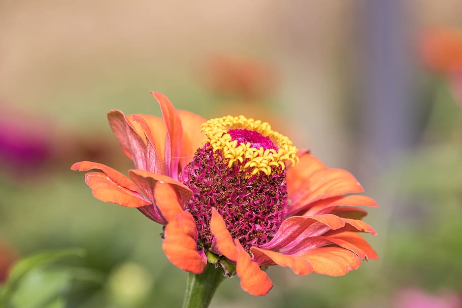 zinnia, blossom, bloom, plant, nature, summer, garden, flora HD wallpaper