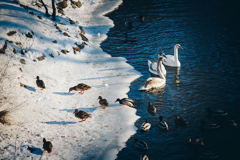 Photo of Ducks Near the Pond, cold, feathers, frost, frosty, frozen HD wallpaper
