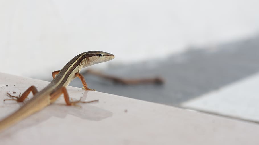 reptiles, lizard, indonesian, one animal, animal themes, animal wildlife HD wallpaper